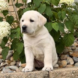 Skylar - Yellow female Labrador Retriever puppy in Archer Lodge, North Carolina from Archer Lodge Labradors