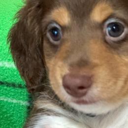 Cooper/ brown collar - Dachshund puppy from Northland Dachshunds