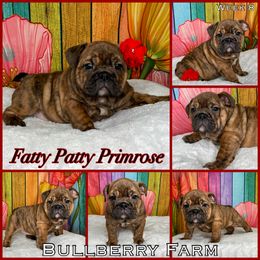 Bulldog Puppies from Bullberry Farm