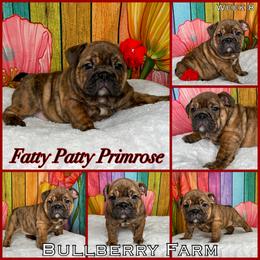 Bulldog Puppies from Bullberry Farm