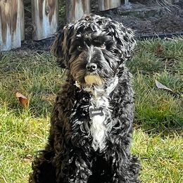 Draeko - Australian Labradoodle