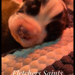 Saint Bernard Puppies from Fletchers Saints