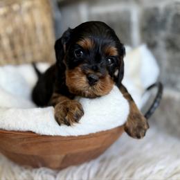 Slate - Tri-color male Cavapoo puppy in Natural Bridge, Virginia from Padgetts Hill Puppies