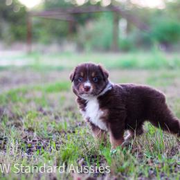 Latte - Red tri-color female Australian Shepherd puppy in Stephenville, Texas from AW Standard Aussies