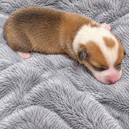 Red Female - Red female Pembroke Welsh Corgi puppy in Tenino, Washington from LoneStar Corgis NW