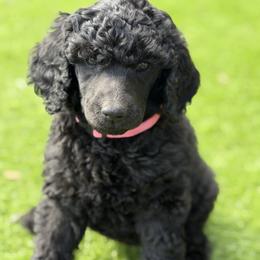 Silver - Blue female Poodle puppy in Tampa, Florida from Enjoy Life Poodles