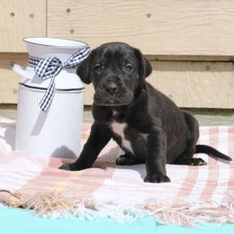 Great Danes from Buck Creek Great Danes