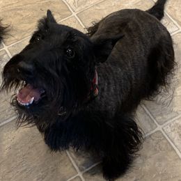Rosie - Scottish Terrier