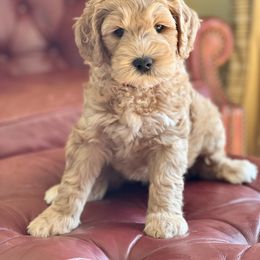 Boy 1 - Cream Australian Labradoodle puppy in Fayette, Ohio from Patriots Poodles and Doodles