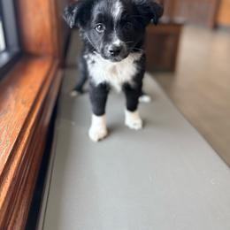 Macintosh - Black & white male Miniature Australian Shepherd puppy in Clarkesville, Georgia from North Georgia Gems