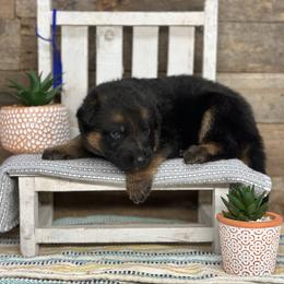 Blue - Yadi - Black and red male German Shepherd puppy in Iola, Wisconsin from Aus Hütehunde German Shepherds