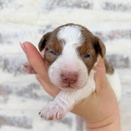 Ian - Brown and white male Bernedoodle puppy in Austin, Texas from Boutique Bernedoodles & Co.
