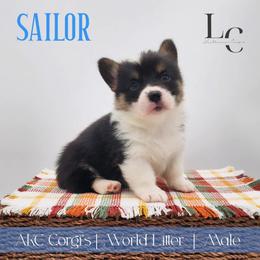 Sailor - Black and tan male Pembroke Welsh Corgi puppy in Pine Village, Indiana from NL Horsemanship