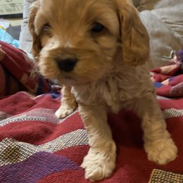 Cockapoo Puppies from Country J Canines