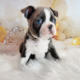 Boston Terrier Puppies from Our Gang Bostons