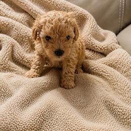 Teddy - Apricot male Poodle puppy in Auburn, Georgia from Southern Poodles