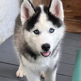 Siberian Husky Puppies from Malibu Kennels