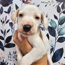 Blue- Slider (lemon spotted) - White and lemon male Dalmatian puppy in Gray, Georgia from Fuller Spots