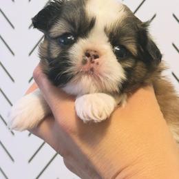 Suki - Tricolor female Shih Tzu puppy in Walkertown, North Carolina from Lil’ Bit’s Shih Tzu