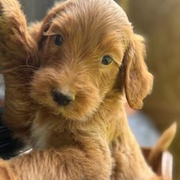 Boy 3 - Red  male Goldendoodle puppy in Bogue Chitto, Mississippi from Valentine Kennels