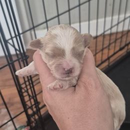 Asher - Cafe au lait male Maltipoo puppy in Everett, Washington from Meadows Ranch