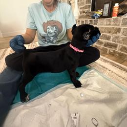 Freya - Black female Cane Corso puppy in Lubbock, Texas from Hub City Kennel