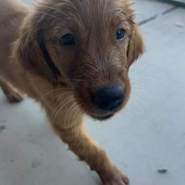 Golden Retriever Puppies from Heartwood Goldens