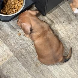 Dachshund Puppies from Witchy Woman’s Wiener’s