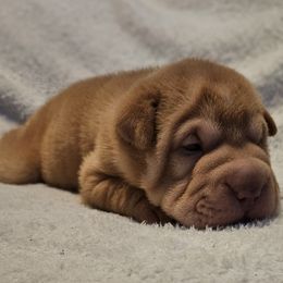Apricot - Apricot dilute female Chinese Shar-Pei puppy in Bakersfield, California from Cashmerewrinkles