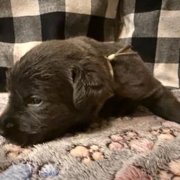 White - Charcoal female Dilute Retriever puppy in Marion, Illinois from Summer Lovin’ Labradors of Southern Illinois