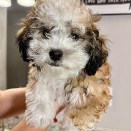 Shichon All Grown Up from Nona's Shichons