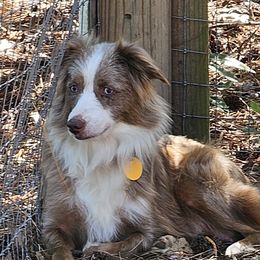 Skarlett - Toy Australian Shepherd