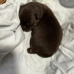 Pancake - Chocolate male Pomsky puppy in Avoca, Michigan from Repurposed Paradise Farm