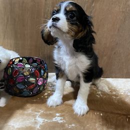Cavalier King Charles Spaniel Puppies from Rohus Puppies
