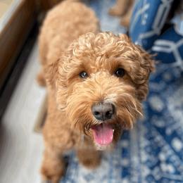 Ruby  - Goldendoodle