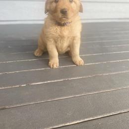 Golden Retriever Puppies from Washington Lakeside Goldens
