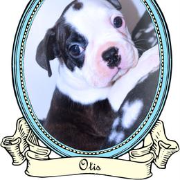 Baby Otis - Black brindle and white male Boston Terrier puppy in Kingsport, Tennessee from Sleepwalker Bostons