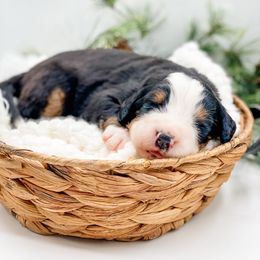 Cedar (Purple Collar) - Black rust and white female Bernese Mountain Dog puppy in Hudson, Indiana from TurkeyCreek-K9