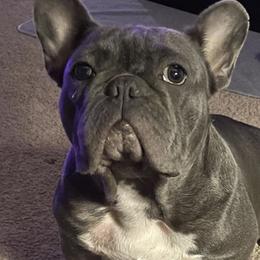 French Bulldogs from Jones Frenchies
