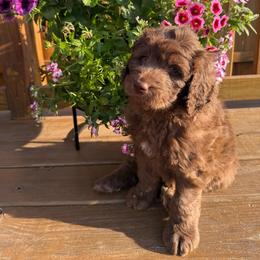 Dublin - Brown and white male Saint Berdoodle puppy in Chicago, Illinois from Gentle Giant Saint Berdoodles
