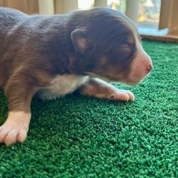 Simple Man - Red tri-color male Australian Shepherd puppy in Alamogordo, New Mexico from Two Nichols Aussies