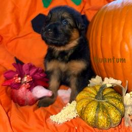 Quantum Brown Collar - Black and red male German Shepherd puppy in Hillsboro, Indiana from Salty Raccoon Ranch German Shepherds