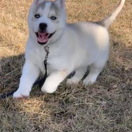 Siberian Husky Puppies from Homegrown Huskies