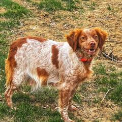 Tiki - French Brittany