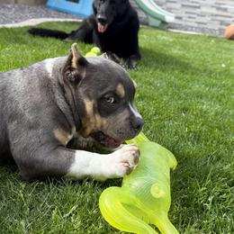 Haymakers' Lil Hit - Blue tri-color American Bully puppy in Dixon, Kentucky from Haymaker Bully Camp