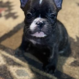 Girl 1 - Brindle and white female French Bulldog puppy in Livingston, Texas from Drake Home Frenchies