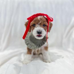 Flower - Red  female Goldendoodle puppy in Sulphur, Louisiana from Curly Q’s Of Carlyss