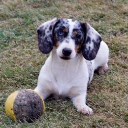 Confetti - Dachshund