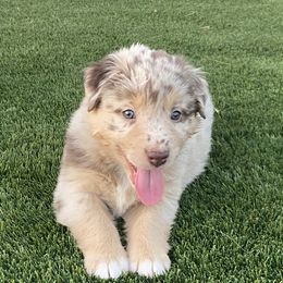 Boy 1 - Red merle Australian Shepherd puppy in Surprise, Arizona from Magley Ranch Aussies