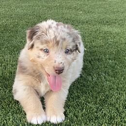 Boy 1 - Red merle Australian Shepherd puppy in Surprise, Arizona from Magley Ranch Aussies
